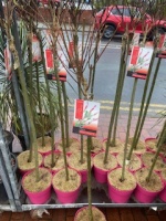 Salix Flamingo 30 each or 2 for 50